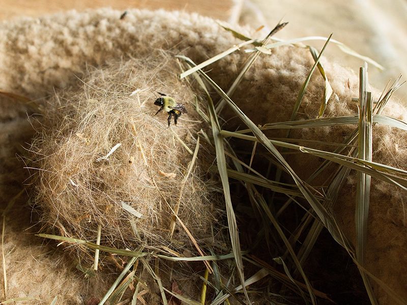 Provide Nesting Materials