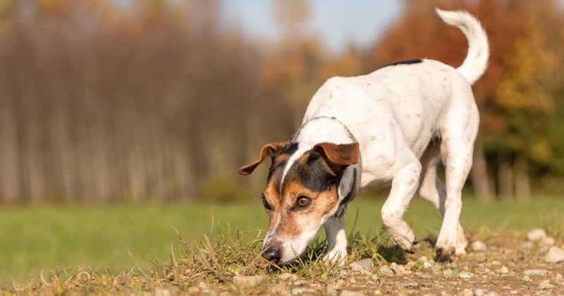 Sniffing