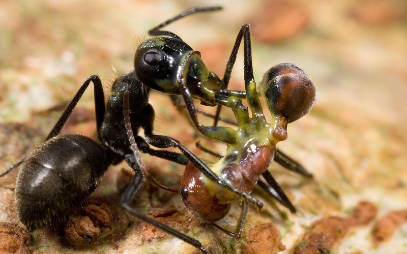 Cephalotes Ants' Explosive Defense