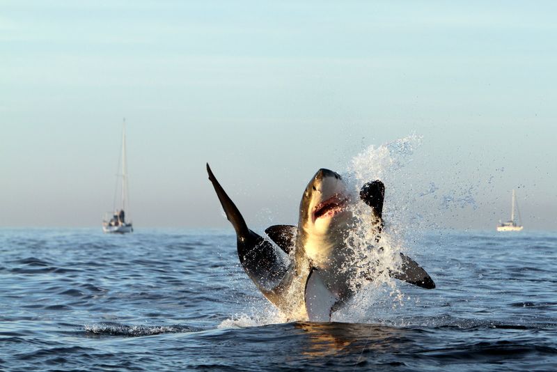 False Bay, South Africa - Breaching Display