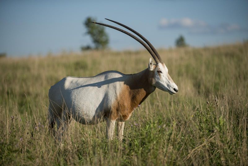 Scimitar-horned Oryx