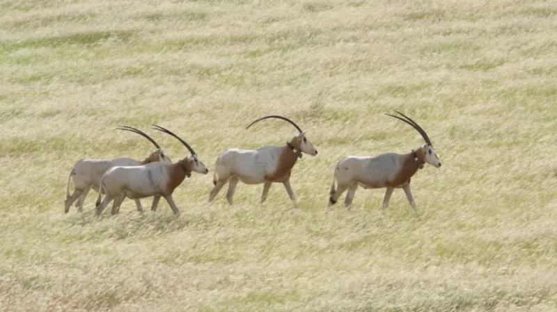 Scimitar-Horned Oryx