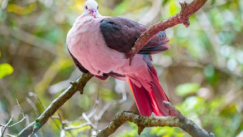 Mauritius Pink Pigeon
