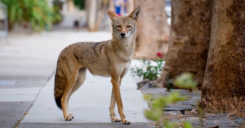 Light And Sound Systems Disrupt Coyote Comfort