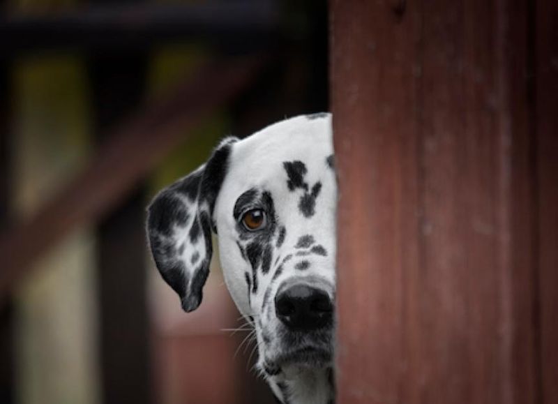 Reluctance To Play