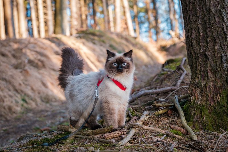 Feline Independence