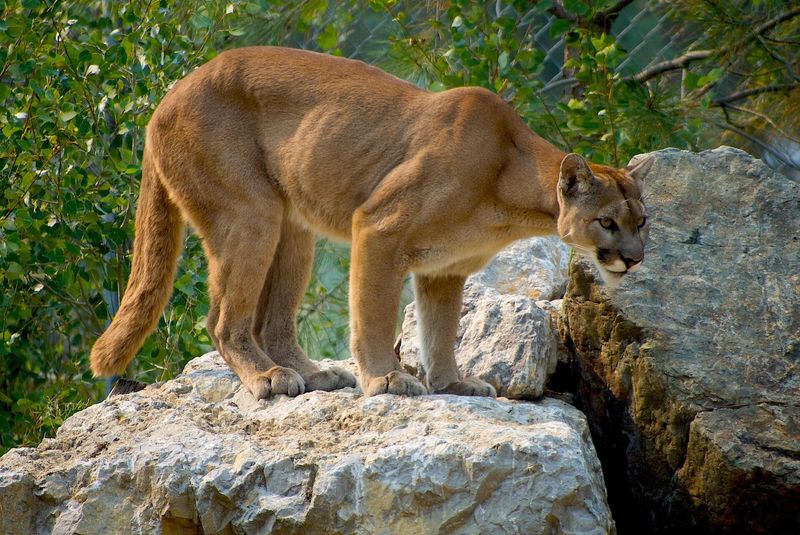 Wilderness Neighbors Once More