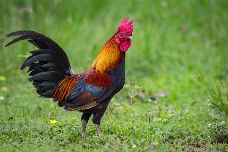 Roosters: The Vigilant Sentries