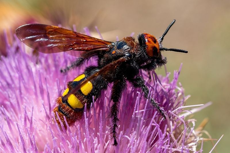 Mammoth Wasp