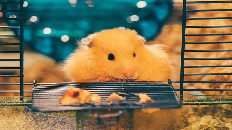 Hamster Bar Biting