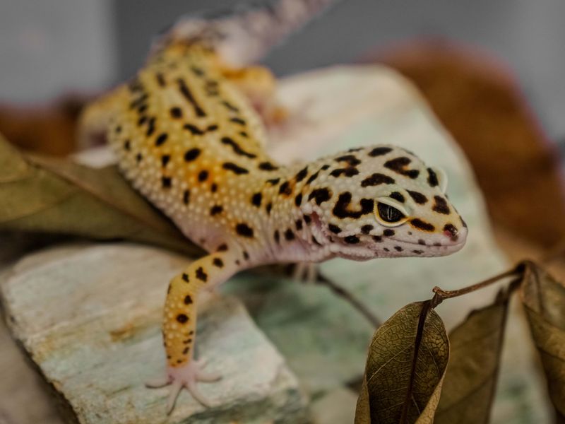 Leopard Gecko