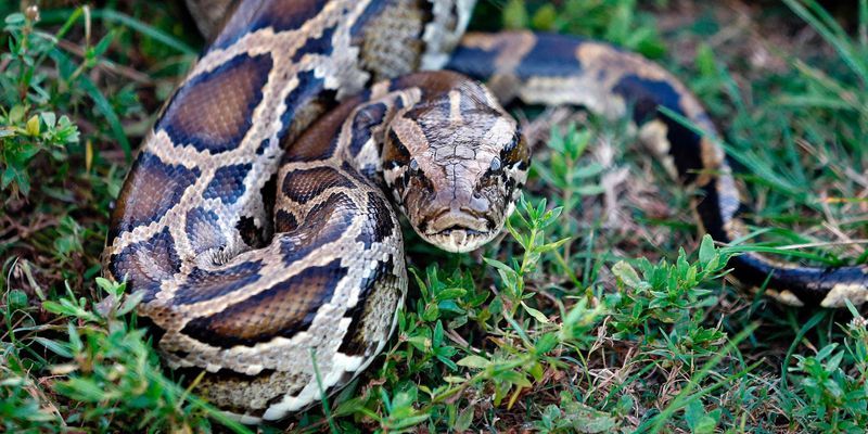 Exotic Snakes Create Ecological Havoc