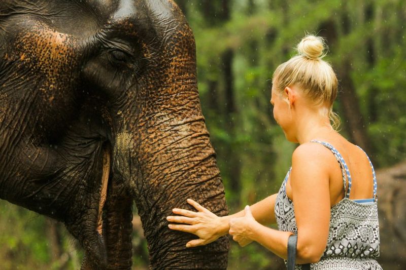 Elephants