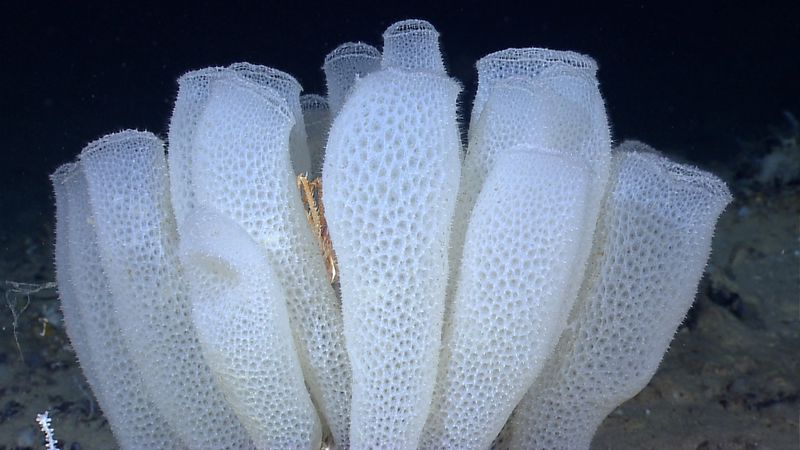 Living Chemistry Labs: Novel Sponge Forests