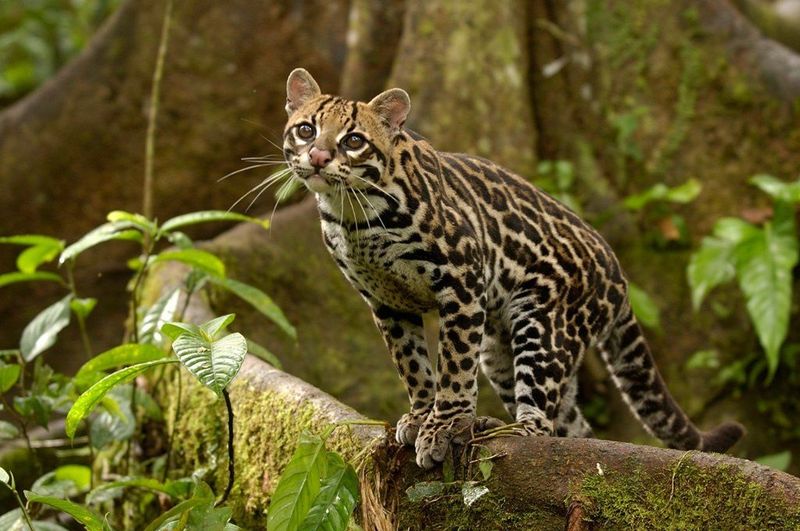 Margays