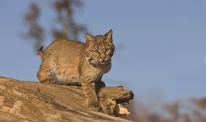 Midwest's Farmland Phantom: Bobcat