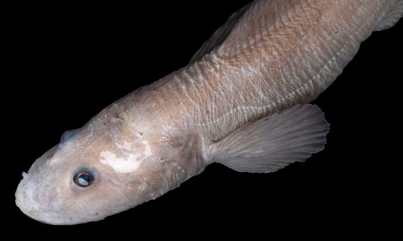 Naked Mole Rat Of The Sea: Eelpout's Hidden Talents