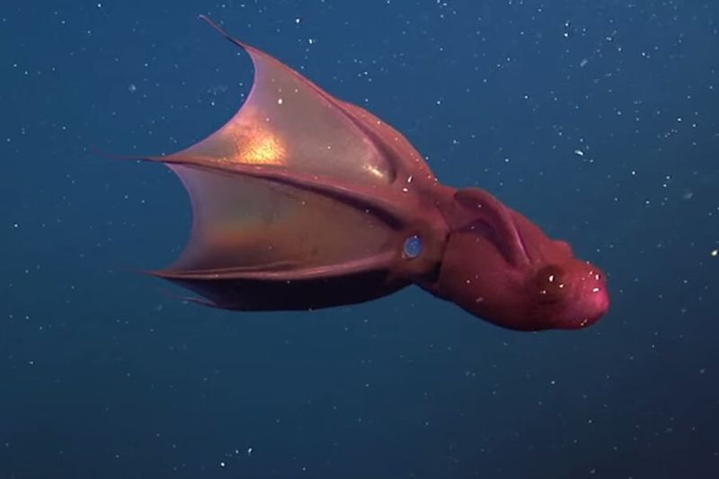 Vampire Squid: The Living Fossil From Hell