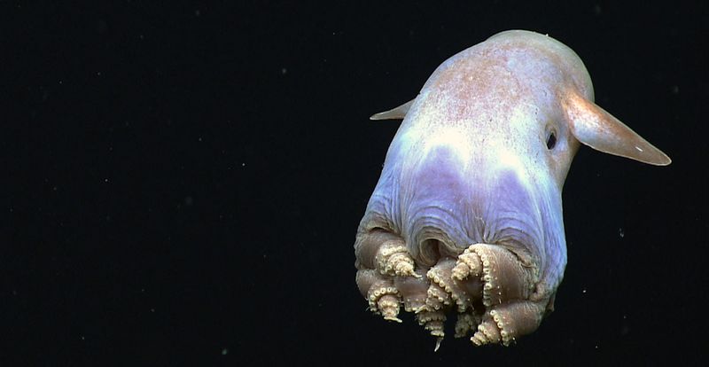 Dumbo Octopus