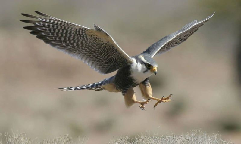 Aplomado Falcon