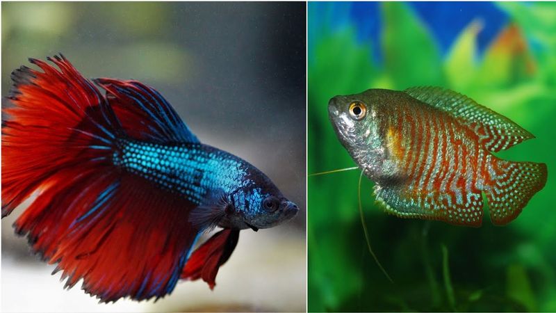 Bettas and Gouramis
