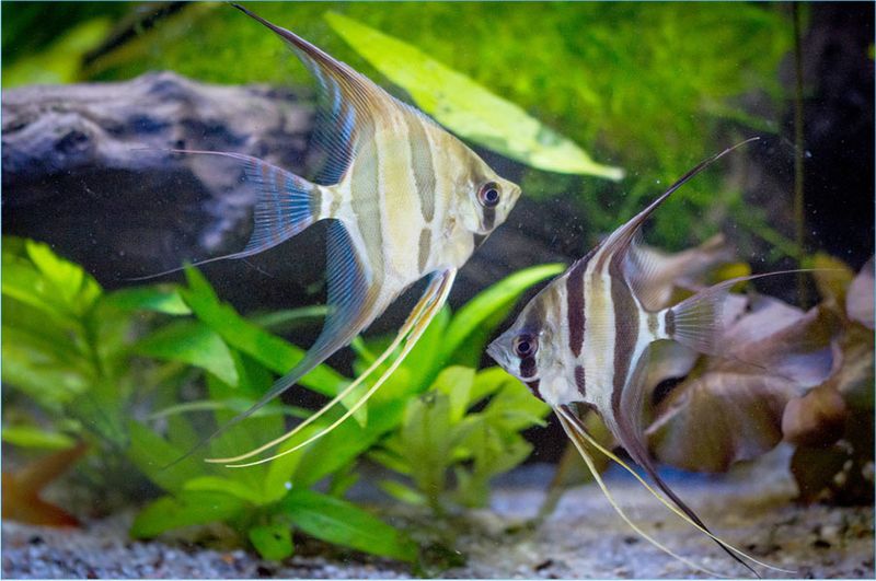 Angelfish - Elegant But Temperature-Sensitive