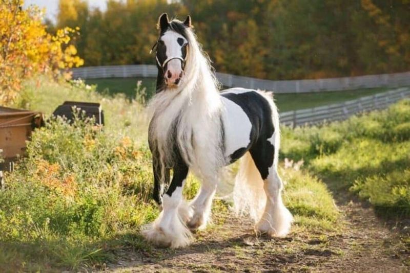 Gypsy Vanner ($45,000+)