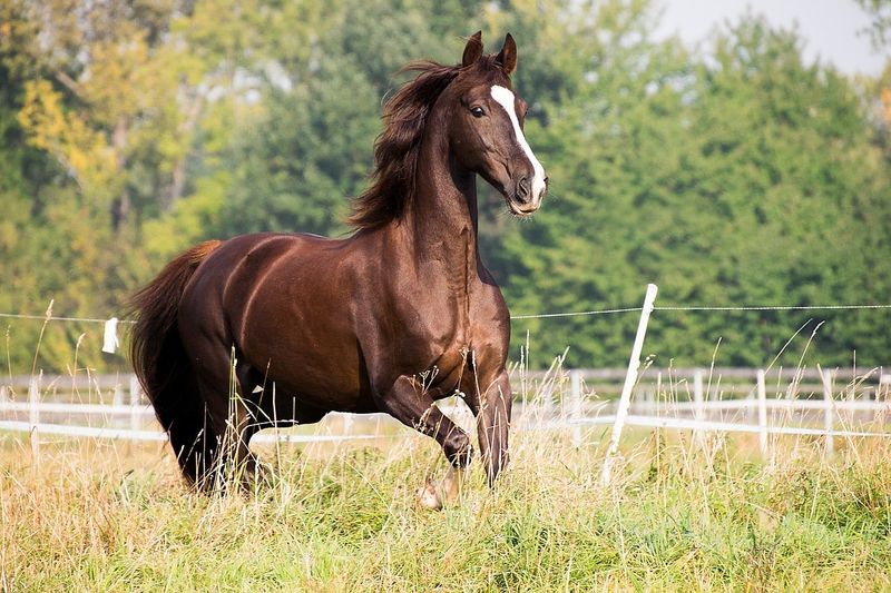 Tennessee Walking Horse: Smooth Trails Ahead