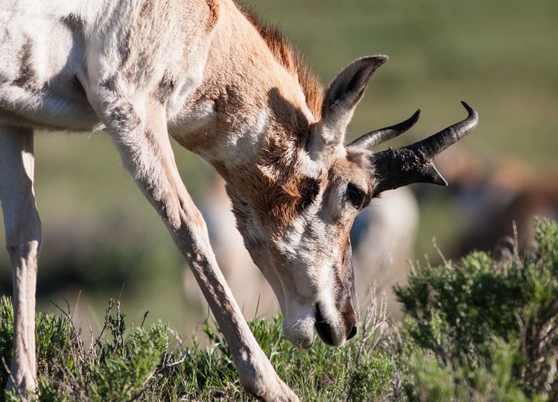 Pronghorn's Diet And Feeding Habits