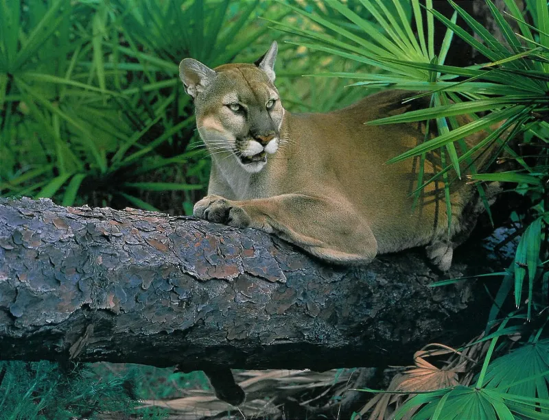 Florida Panthers: A Symbol Of Strength
