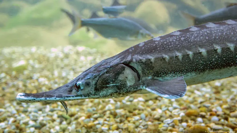 Dams Block Their Spawning Routes