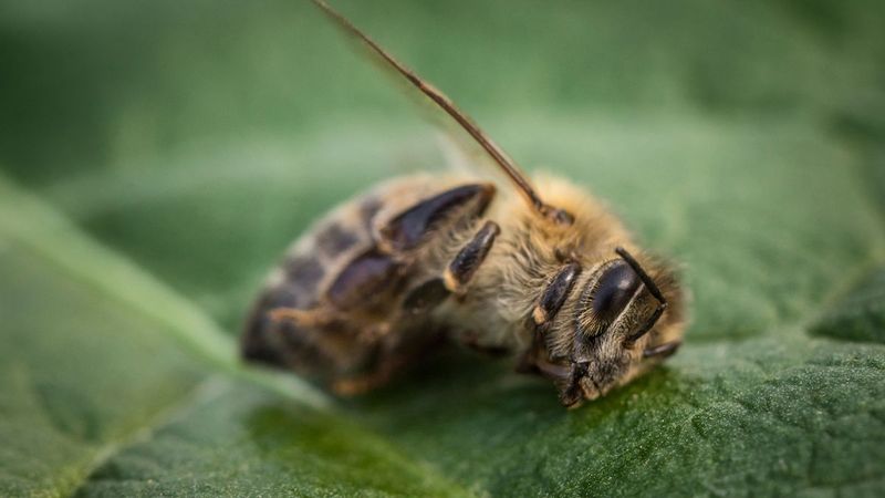 Climate Change Disrupts Bee Behavior