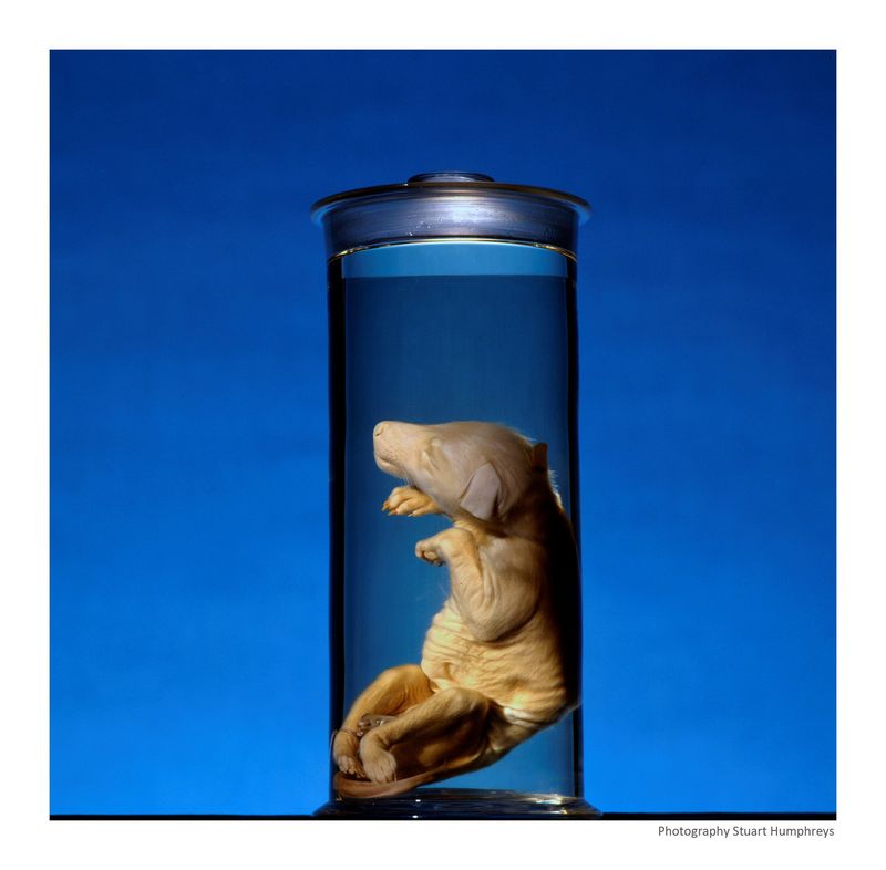 Embryo Development Milestones