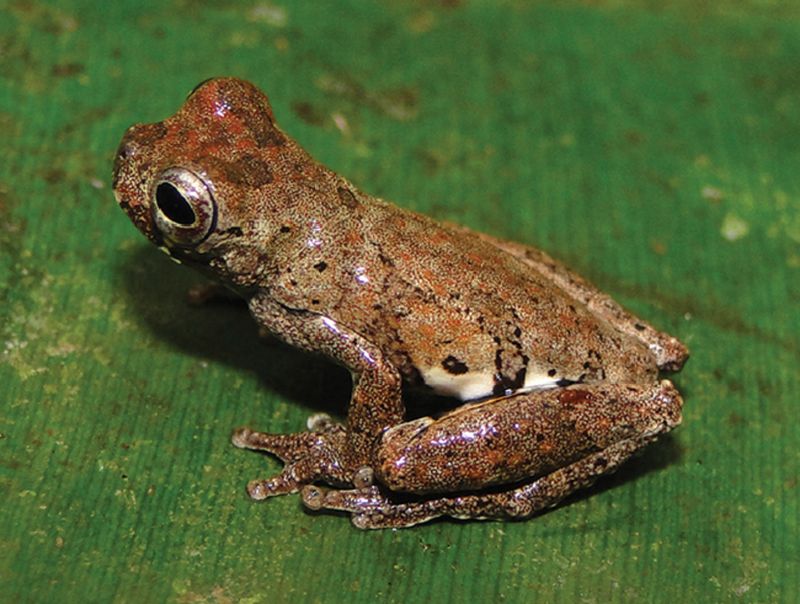 Conservation Concerns