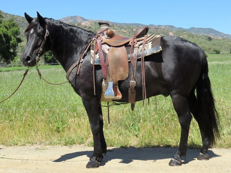 Quarter Pony: America's Miniature Cowboy