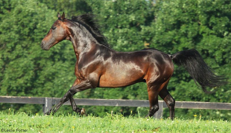 Morgan Horse