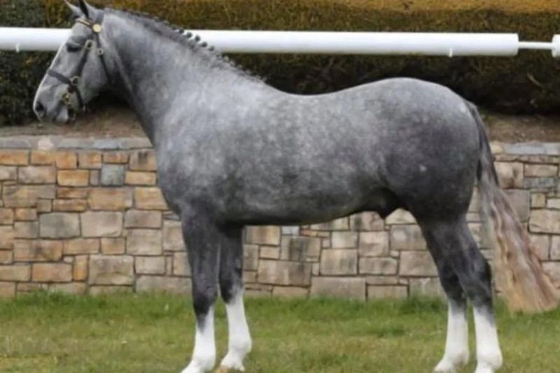 Irish Draught: Unflappable Farm Friend