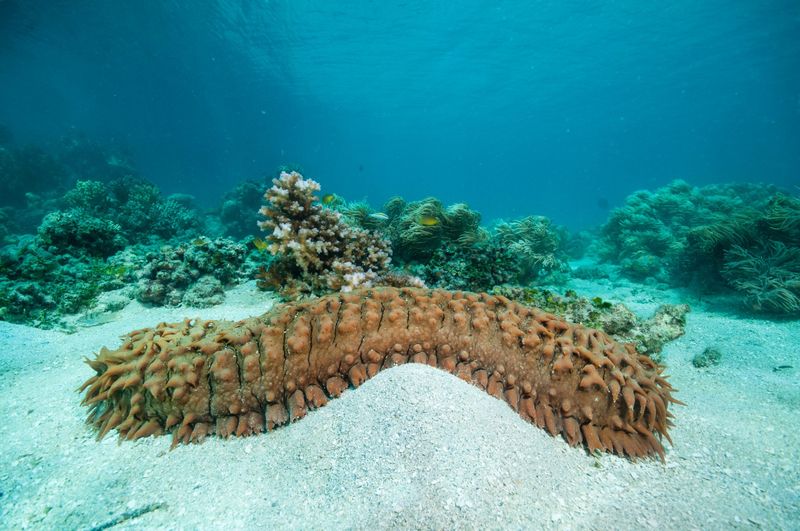Sea Cucumber: The Ocean's Vacuum Cleaner