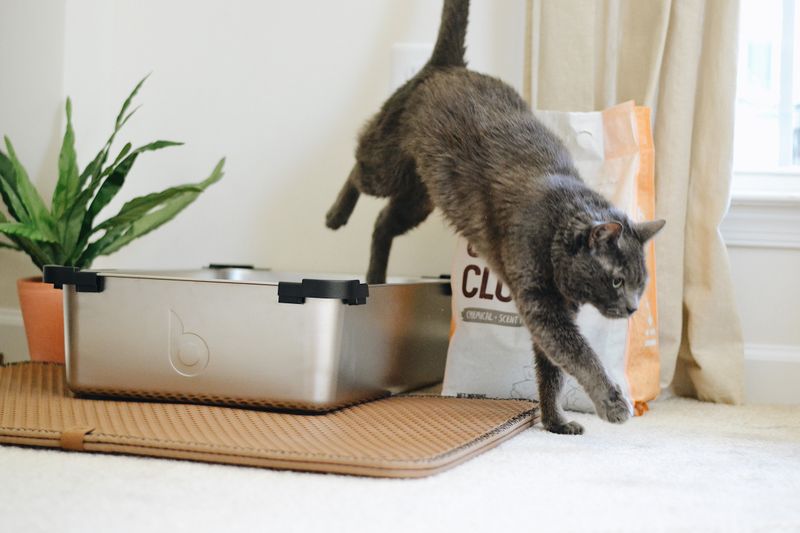 The Litter Box Blues