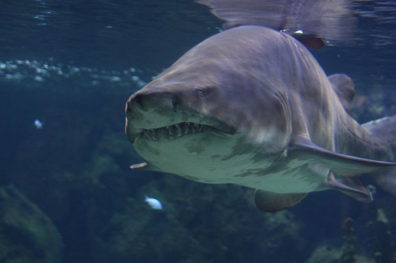 Sand Tiger Shark: The Toothy Nightmare