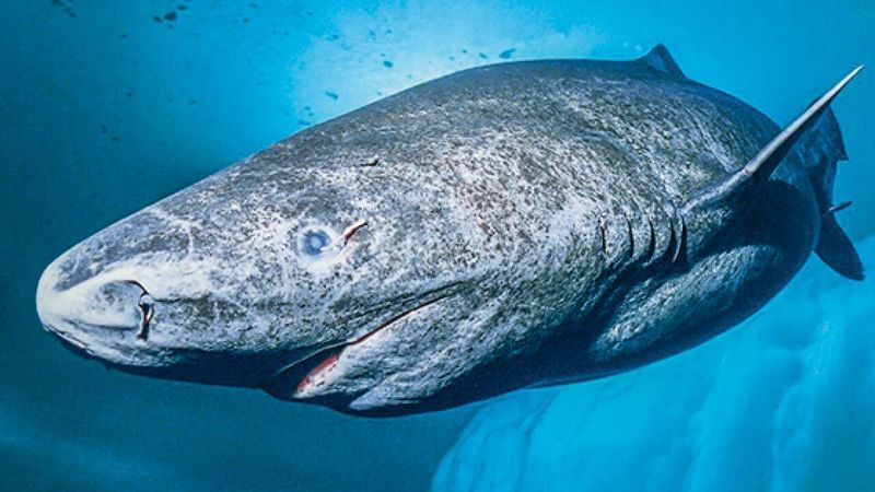 Greenland Shark: The Longest-Living Vertebrate
