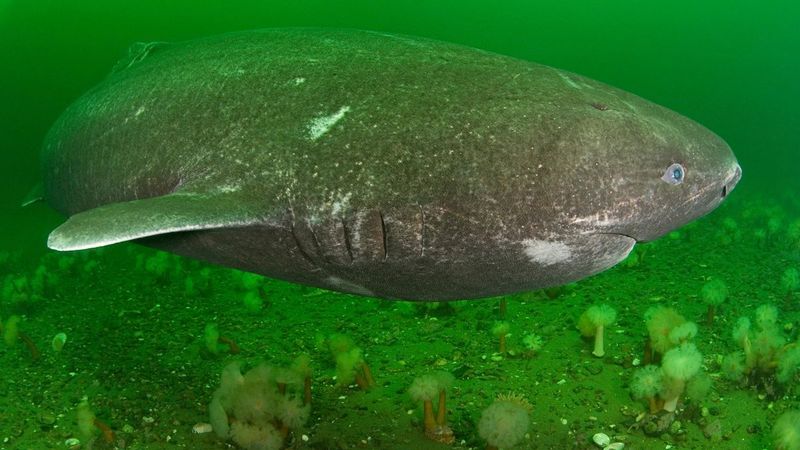 Why Do Other Sharks Prefer The Ocean Depths?