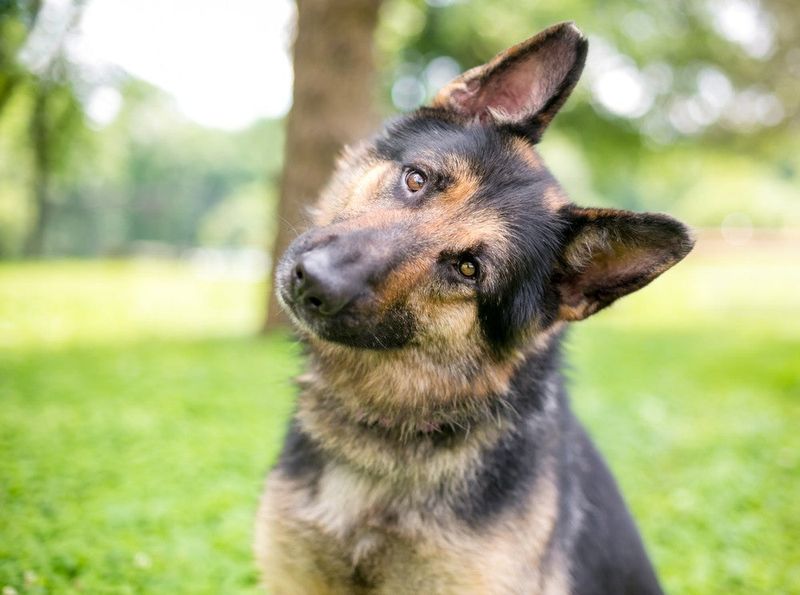 Dog Head Tilt