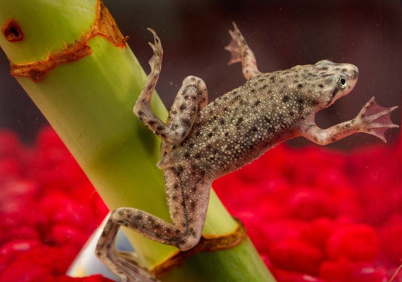 Dwarf Frog