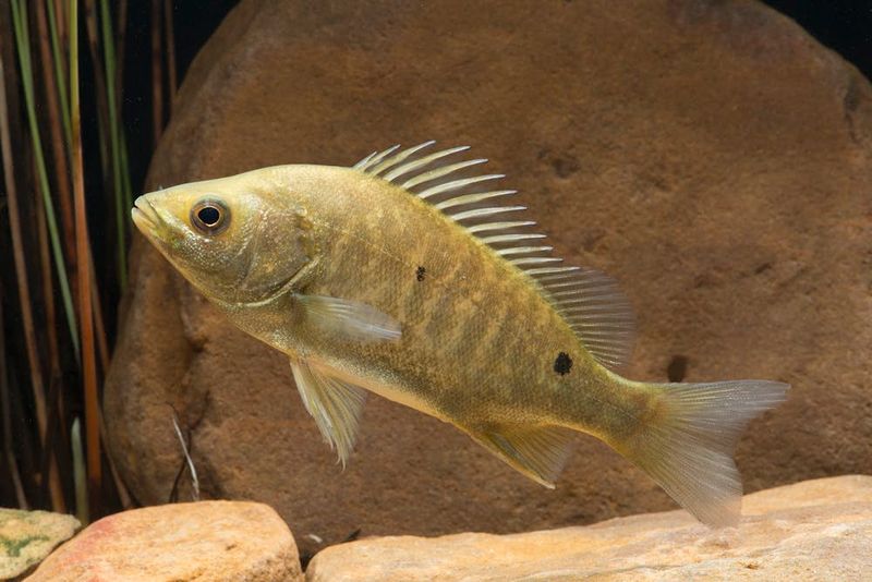 Tropical Fish Die Quickly In Local Waters