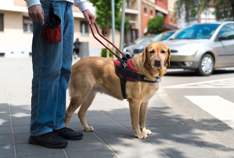 They’re Not Pets - They’re Working Animals