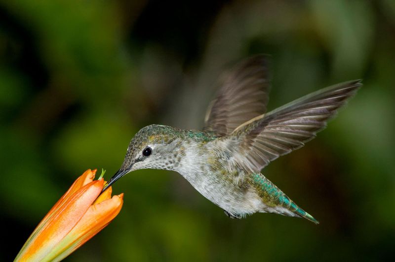Create Hummingbird Flight Paths