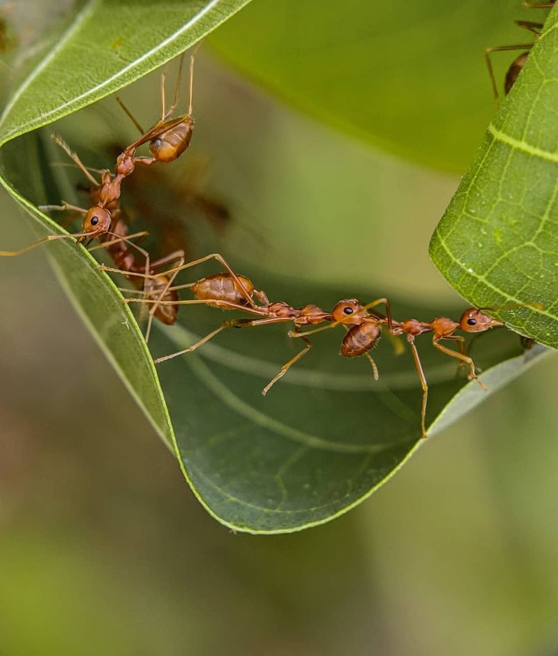Chain Reactions: Ants Link Up to Hold Leaves Together