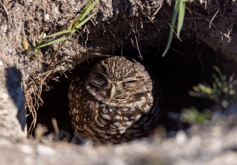 Burrowed Underground