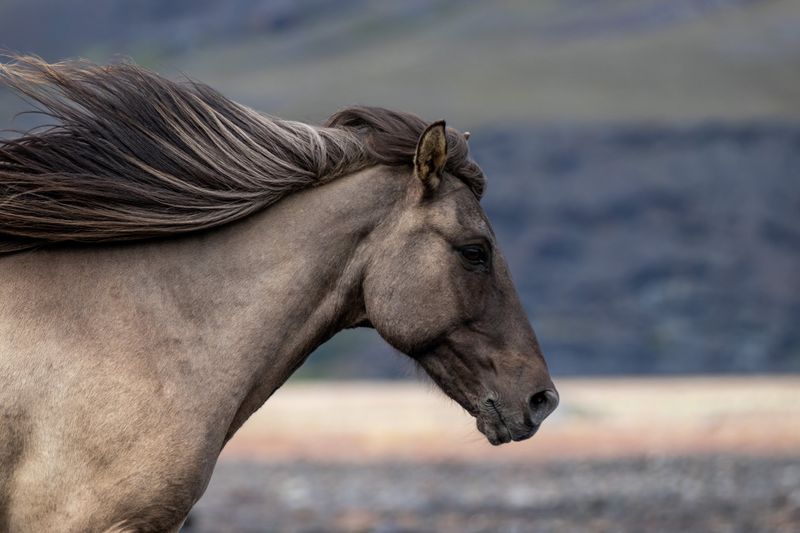 Icelandic Horse